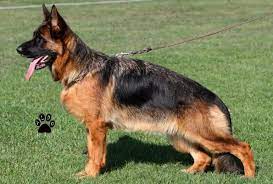 public/dog_images/209/1737907177.Nita I della Valcuvia.jpg